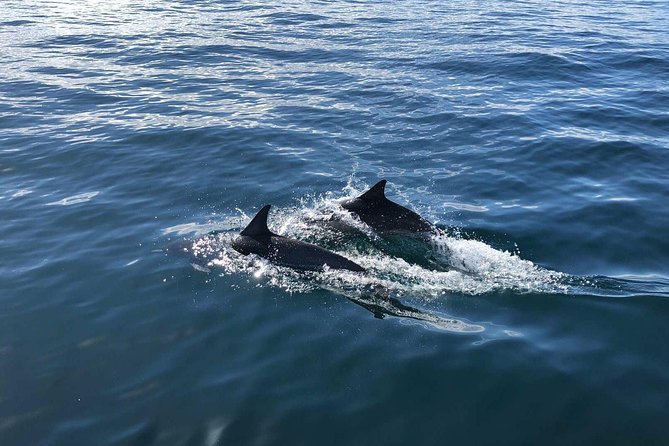 Family and Private Group Whale and Dolphin Watching - Your guide’s job is more than steering
