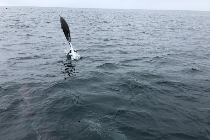 Family and Private Group Whale and Dolphin Watching - Small group size (six max) and how it changes the experience