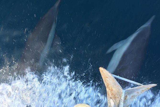 Family and Private Group Whale and Dolphin Watching - Price and value: what you’re really paying for