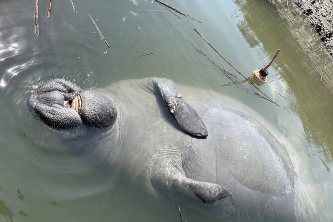 Family Friendly Dolphin Nature Kayak Tours in Hilton Head - Who Should Book (and Who Might Consider Alternatives)