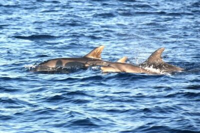 Fantastic DOLPHIN & SUNSET TOUR with dinner ( Pula-NP BRIJUNI ) - Leaving Pula Harbour: A Historic Start You Can Actually Enjoy