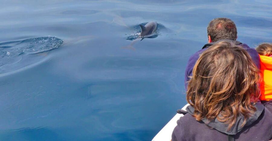 Faro: Dolphin and Wildlife Watching in the Atlantic Ocean - Faro to the Atlantic: How the Ria Formosa Crossing Sets the Stage
