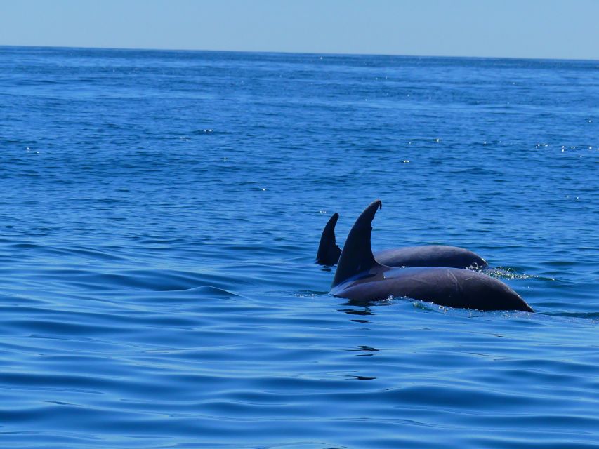 Faro: Dolphin and Wildlife Watching in the Atlantic Ocean - What You’ll Hunt For: Dolphins, Whales, Birds and the Rest of the Food Web