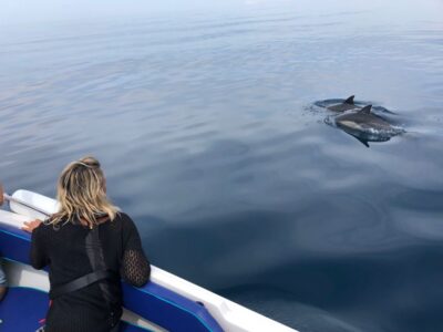 Faro: Dolphin and Wildlife Watching in the Atlantic Ocean - The 30-Minute Dolphin Watch: Real Observation Time, Not a Quick Stop
