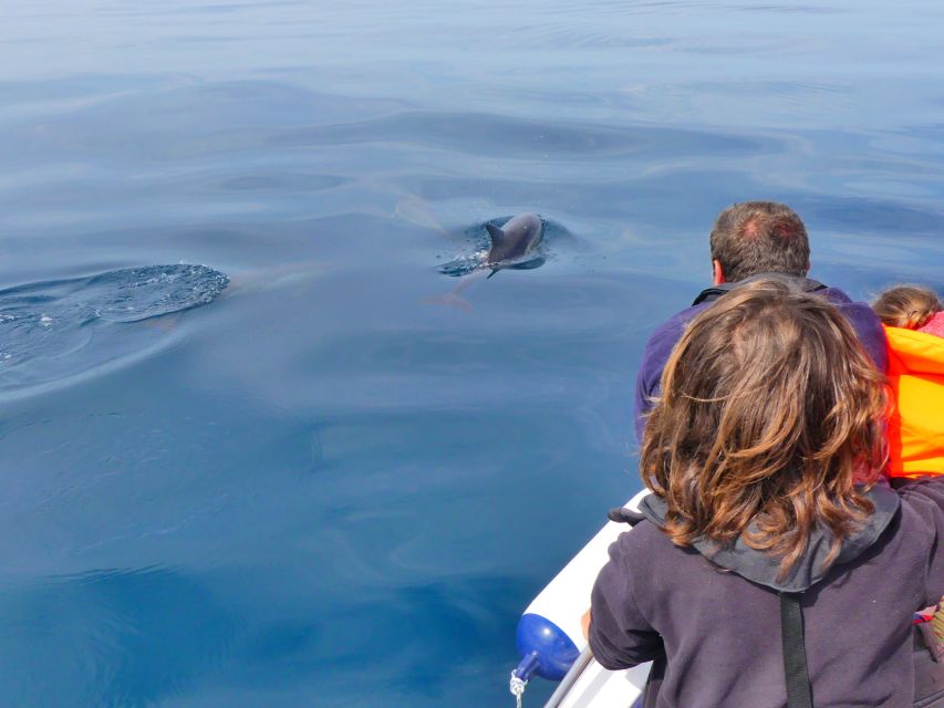 Faro: Dolphin and Wildlife Watching in the Atlantic Ocean - The Boat Ride Reality: Wind, Motion, and How to Stay Comfortable