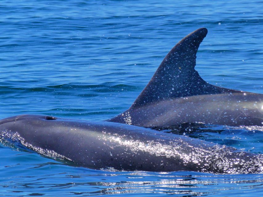Faro: Dolphin and Wildlife Watching in the Atlantic Ocean - Price and Value: What You Get for $76 in 2.5 Hours