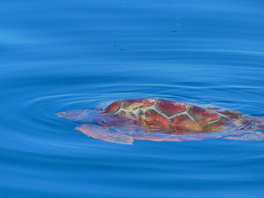 Faro: Dolphin and Wildlife Watching in the Atlantic Ocean - Who Should Book This Dolphin and Wildlife Watching Tour