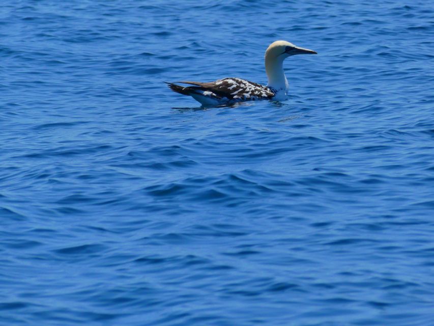 Faro: Dolphin and Wildlife Watching in the Atlantic Ocean - Should You Book Ocean Vibes Algarve’s Atlantic Wildlife Tour?