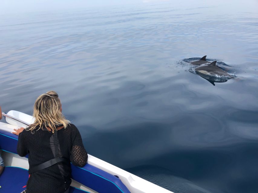 Faro: Dolphin and Wildlife Watching in the Atlantic Ocean - The 30-Minute Dolphin Watch: Real Observation Time, Not a Quick Stop