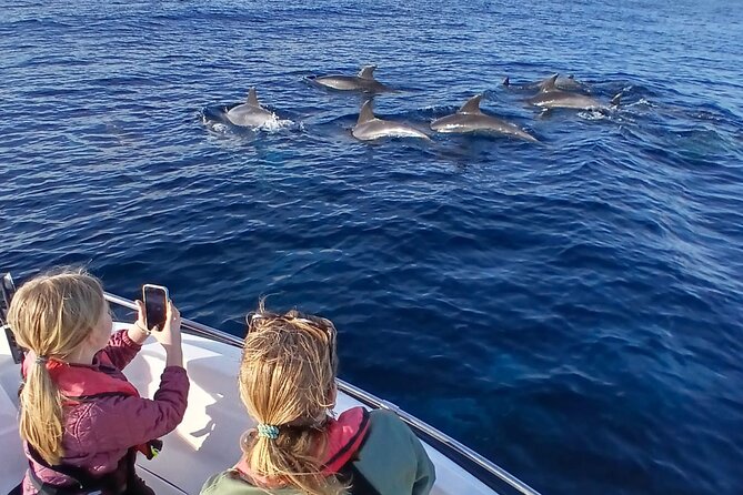 FARO Fantastic Dolphin Observation Tour and Marine Life - Key points I’d plan around