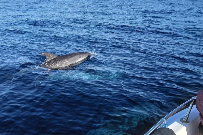 FARO Fantastic Dolphin Observation Tour and Marine Life - Faro’s dolphin watching setup: Ria Formosa to open sea