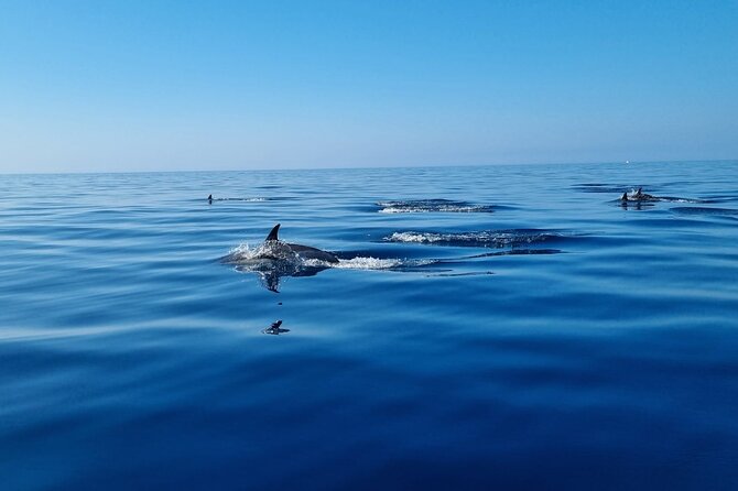 FARO Fantastic Dolphin Observation Tour and Marine Life - Stop 2: Ilha do Farol—marine life plus a scenic shift