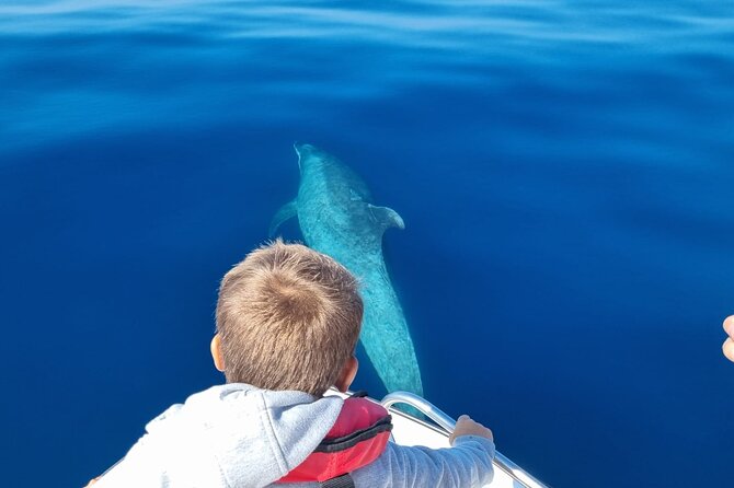 FARO Fantastic Dolphin Observation Tour and Marine Life - Group size and the feel of the boat: up to 8 people
