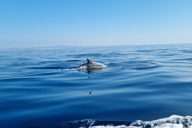 FARO Fantastic Dolphin Observation Tour and Marine Life - Timing and duration: getting your 3-hour value right