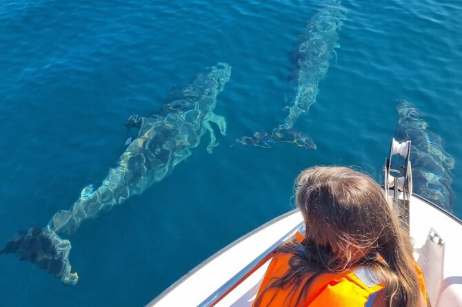 FARO Fantastic Dolphin Observation Tour and Marine Life - Meeting at the marina: 8:30am with Pudim Real Boat Tours
