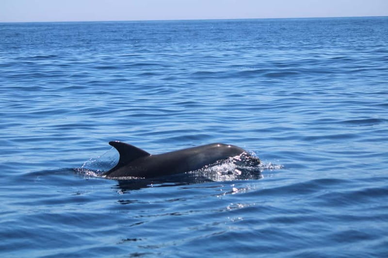 Faro: Funtastic Dolphin Watching Boat Tour - Key Things That Make This Tour Worth Your Time
