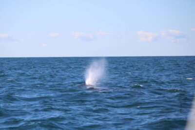 Faro: Funtastic Dolphin Watching Boat Tour - Safety and Legislation Briefing: The Part That Makes the Rest Better