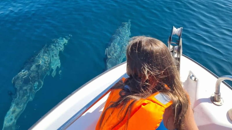 Faro: Funtastic Dolphin Watching Boat Tour - What the Tour Is Like on the Boat (Comfort and Real-World Tips)