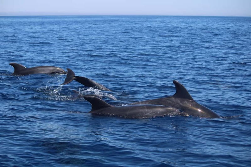 Faro: Funtastic Dolphin Watching Boat Tour - What You Should Bring (And What You’ll Wish You Packed)