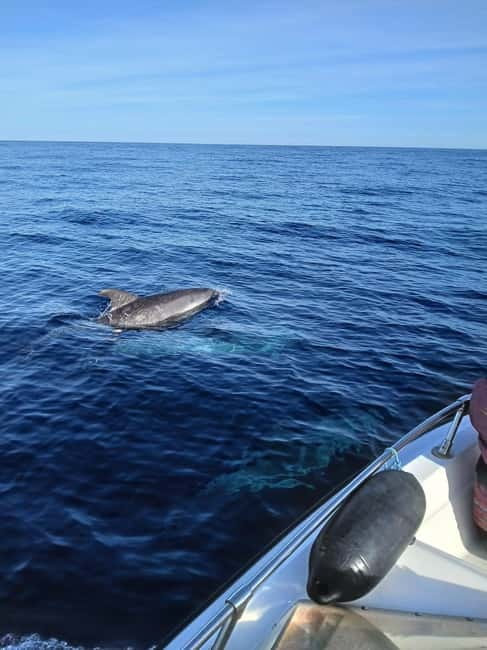 Faro: Funtastic Dolphin Watching Boat Tour - The Weather Reality: When Dolphins Don’t Show Up