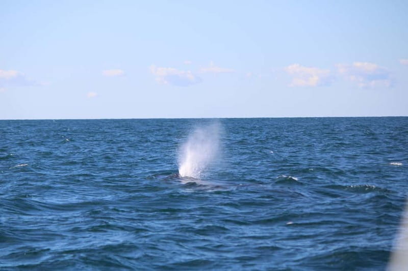 Faro: Funtastic Dolphin Watching Boat Tour - Safety and Legislation Briefing: The Part That Makes the Rest Better