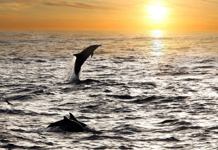 Fazana: Dolphin Finder in Brijuni islands Safari with Dinner - Key highlights to look forward to