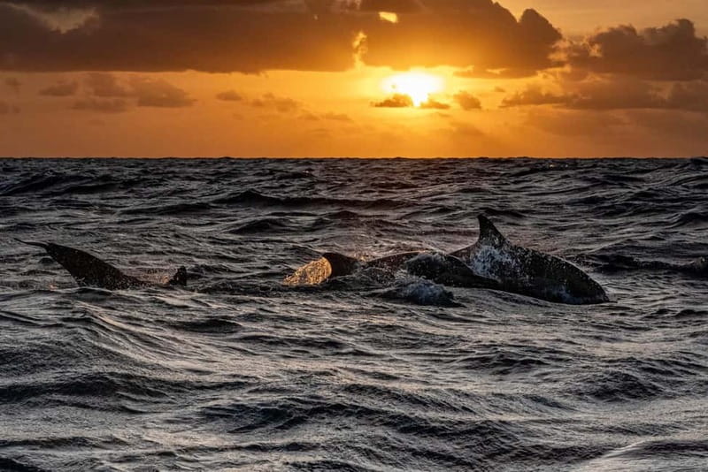 Fazana: Dolphin Finder in Brijuni islands Safari with Dinner - Price and value: is $34 per person a fair deal?