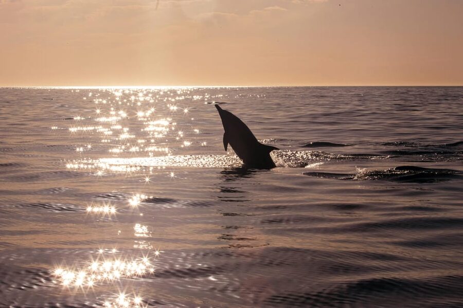Fazana: Dolphin Finder in Brijuni islands Safari with Dinner - Dinner on board: how the meal fits into the sunset mood