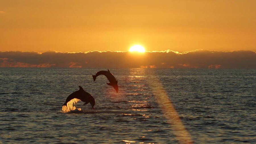 Fazana: Dolphin Finder in Brijuni islands Safari with Dinner - Onboard comfort: restroom and Wi‑Fi actually help