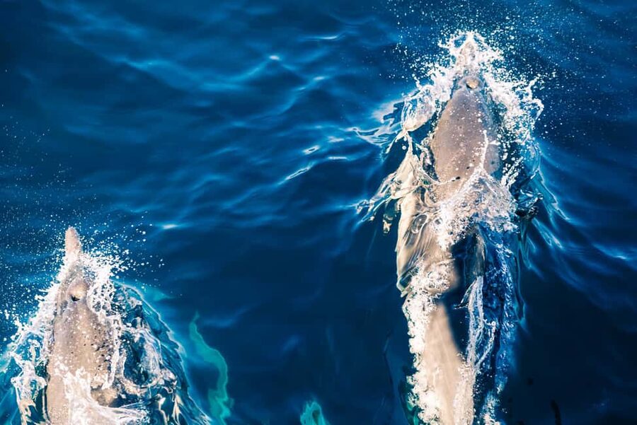 FAŽANA: DOLPHIN SAFARI - Key things to know before you go