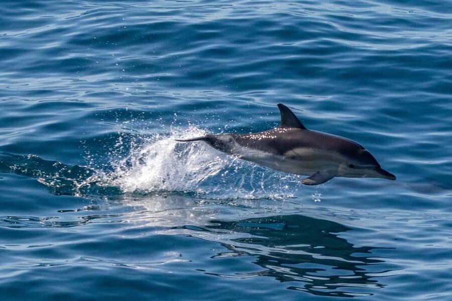 FAŽANA: DOLPHIN SAFARI - Cruising Brijuni at golden hour: why this works