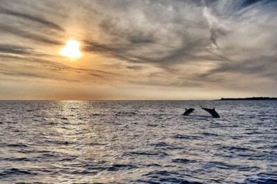 Fazana: dolphin safari and sightseeing in Brijuni at sunset - The dolphin search at sunset: what to expect when the captain slows down