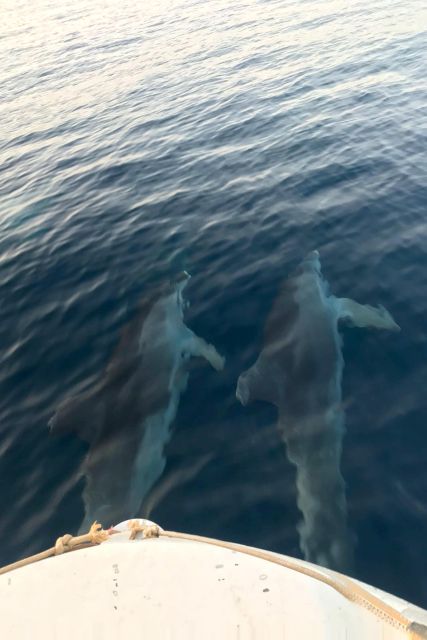 Fazana: dolphin safari and sightseeing in Brijuni at sunset - Price and value: is $41 a good deal for dolphins and sunset?