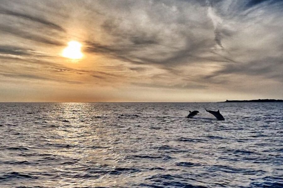 Fazana: dolphin safari and sightseeing in Brijuni at sunset - The dolphin search at sunset: what to expect when the captain slows down