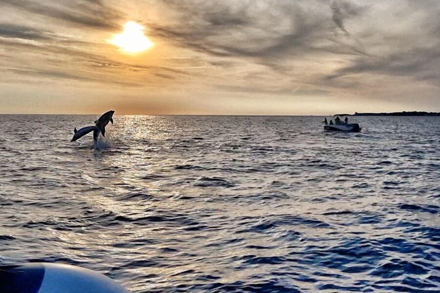 Fazana: Guided Dolphin Watching Sightseeing Cruise at Sunset - Key highlights worth your attention