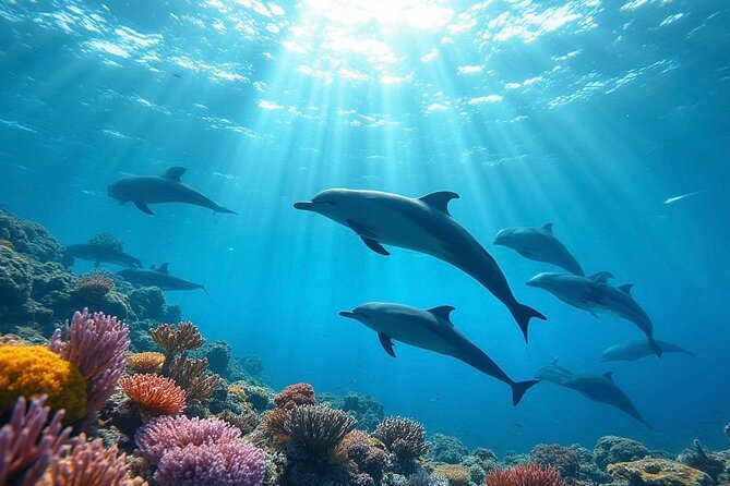 Fiji’s Best Dolphins tour and Snorkeling Adventure - 8:00 am Start and the Long Drive to Rakiraki