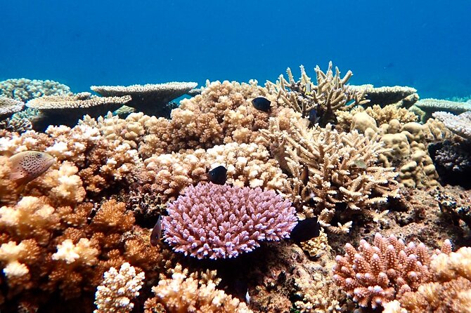 Fiji’s Best Dolphins tour and Snorkeling Adventure - Dolphin Tracking Squad: Chasing Pacific Dolphins by Speedboat