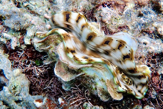 Fiji’s Best Dolphins tour and Snorkeling Adventure - Coral Reef Snorkeling in Rakiraki: Fish, Coral, and Good Underwater Views