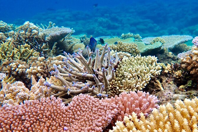 Fiji’s Best Dolphins tour and Snorkeling Adventure - Lunch, Drinks, and Real Value at $182.97 per Person