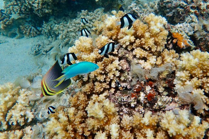 Fiji’s Best Dolphins tour and Snorkeling Adventure - What to Pack for a 10–11 Hour Water Day