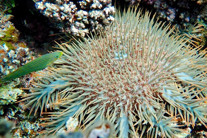 Fiji’s Best Dolphins tour and Snorkeling Adventure - Who This Tour Fits Best (and Who Might Be Happier Elsewhere)