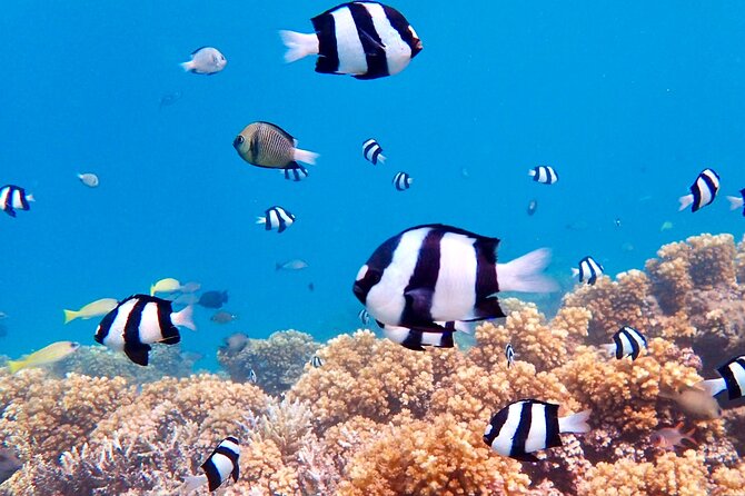 Fiji’s Best Dolphins tour and Snorkeling Adventure - Final Decision: Should You Book Fiji’s Best Dolphins?