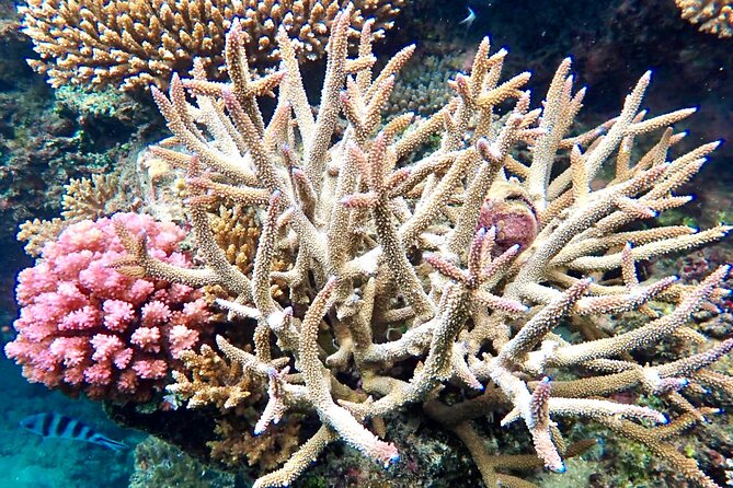 Fiji’s Best Dolphins tour and Snorkeling Adventure - Handline Fishing Masterclass: A Real Look at Fijian Ocean Skills