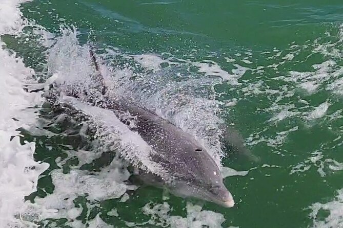 Fireworks Cruise with Dolphin Watch in Laguna Madre Bay - Wildlife Expectations: How to Think About Dolphin Sighting Chances
