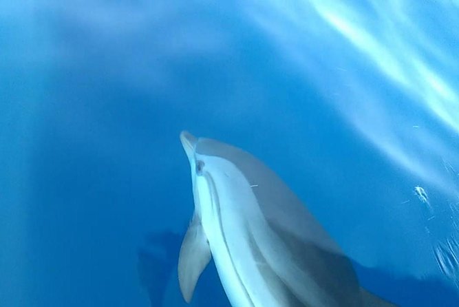 Fishing, Snorkelling & Dolphin Boat Tour - Weather rules and dolphin sightings: keep expectations realistic