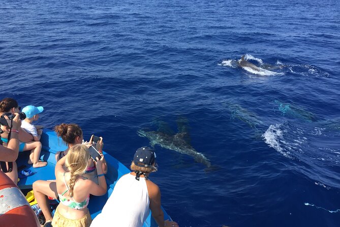 Fishing, Snorkelling & Dolphin Boat Tour - Value at $78.44: where the money goes