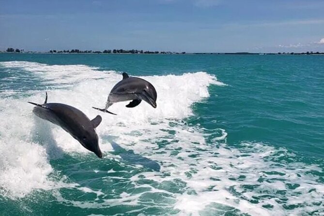 !! Flippers Fun Boat !! Dolphin Adventure Clearwater Beach! - Key highlights to know before you go