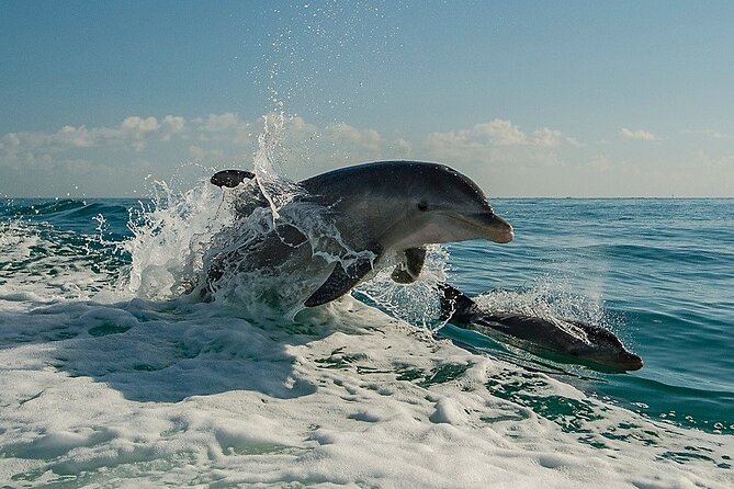 !! Flippers Fun Boat !! Dolphin Adventure Clearwater Beach! - A 90-minute Clearwater dolphin cruise that feels easy