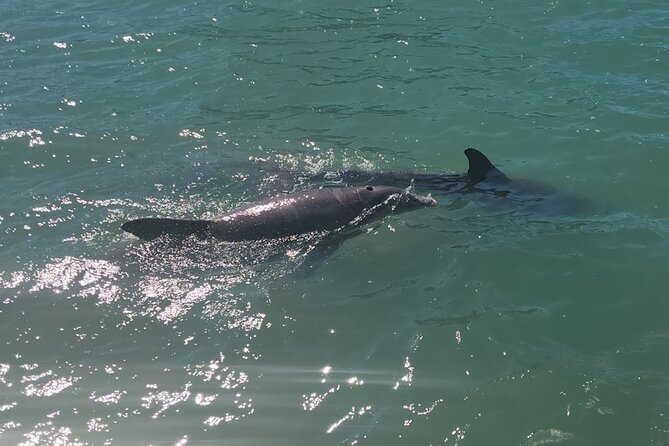 !! Flippers Fun Boat !! Dolphin Adventure Clearwater Beach! - Who this cruise fits best (and who should think twice)