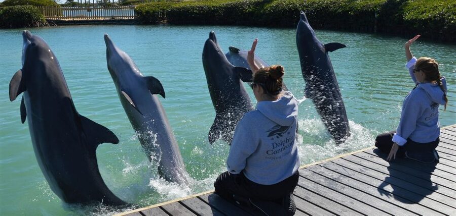 Florida Keys: Dockside Dolphin Experience - Should You Book the Florida Keys Dockside Dolphin Experience?
